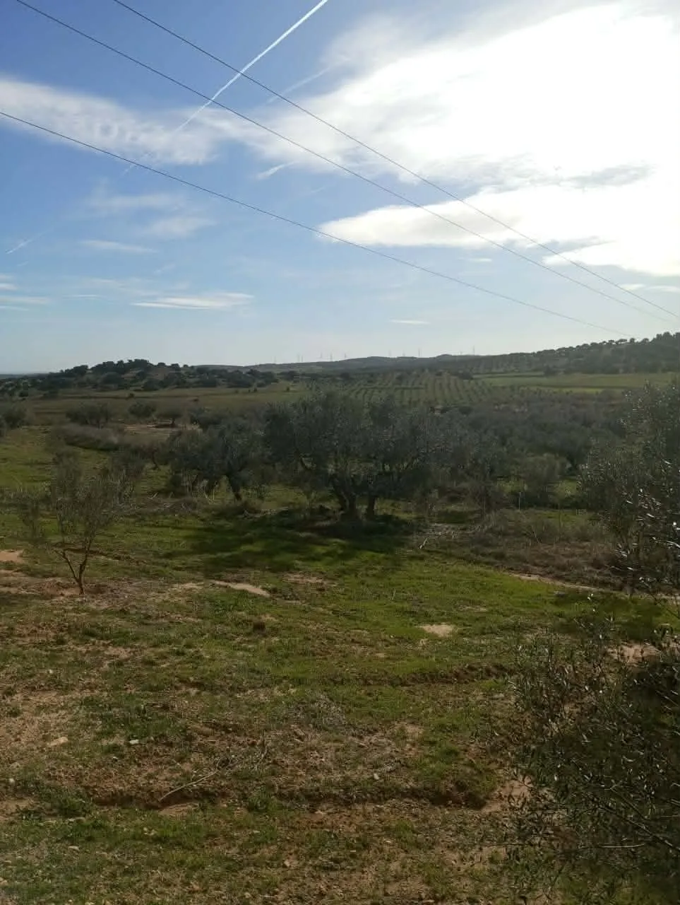 AV terrain de 9000m+120oliviers à zaghouan 99958728