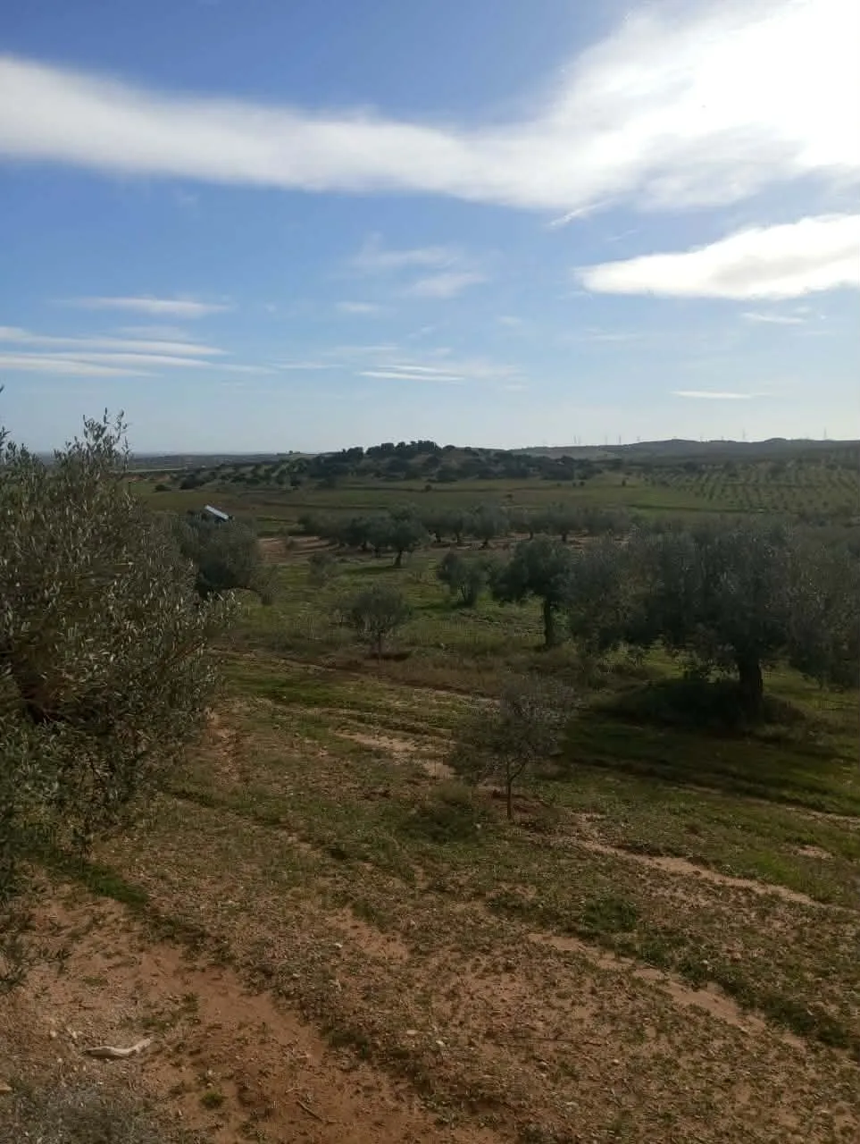 AV terrain de 9000m+120oliviers à zaghouan 99958728