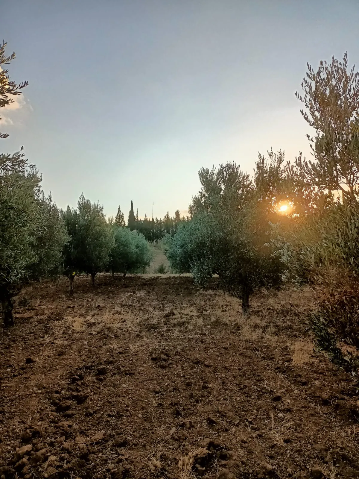 đč Ă VENDRE â Terrain Ă Djebel Erssas, Mornag đč