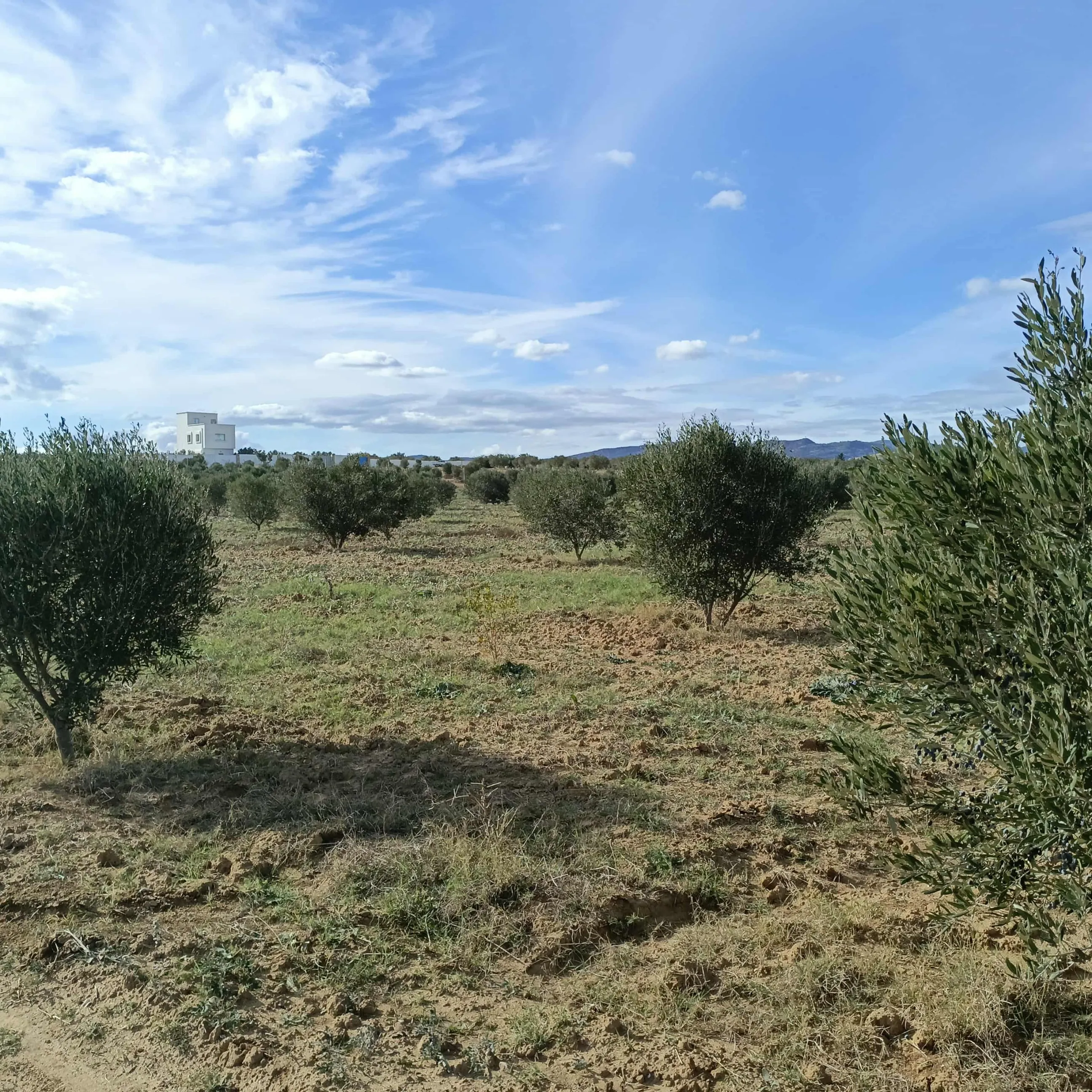AV beau terrain de 1000m à hammamet