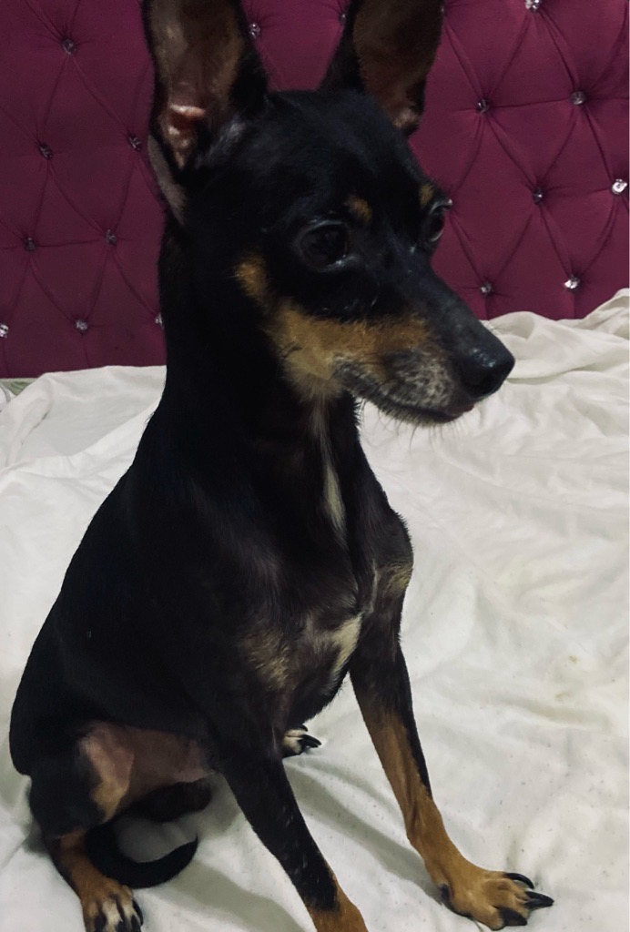 chihuahua mâle