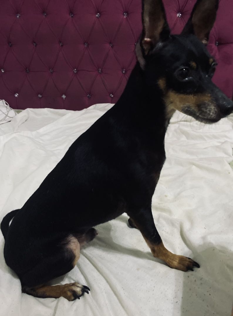 chihuahua mâle