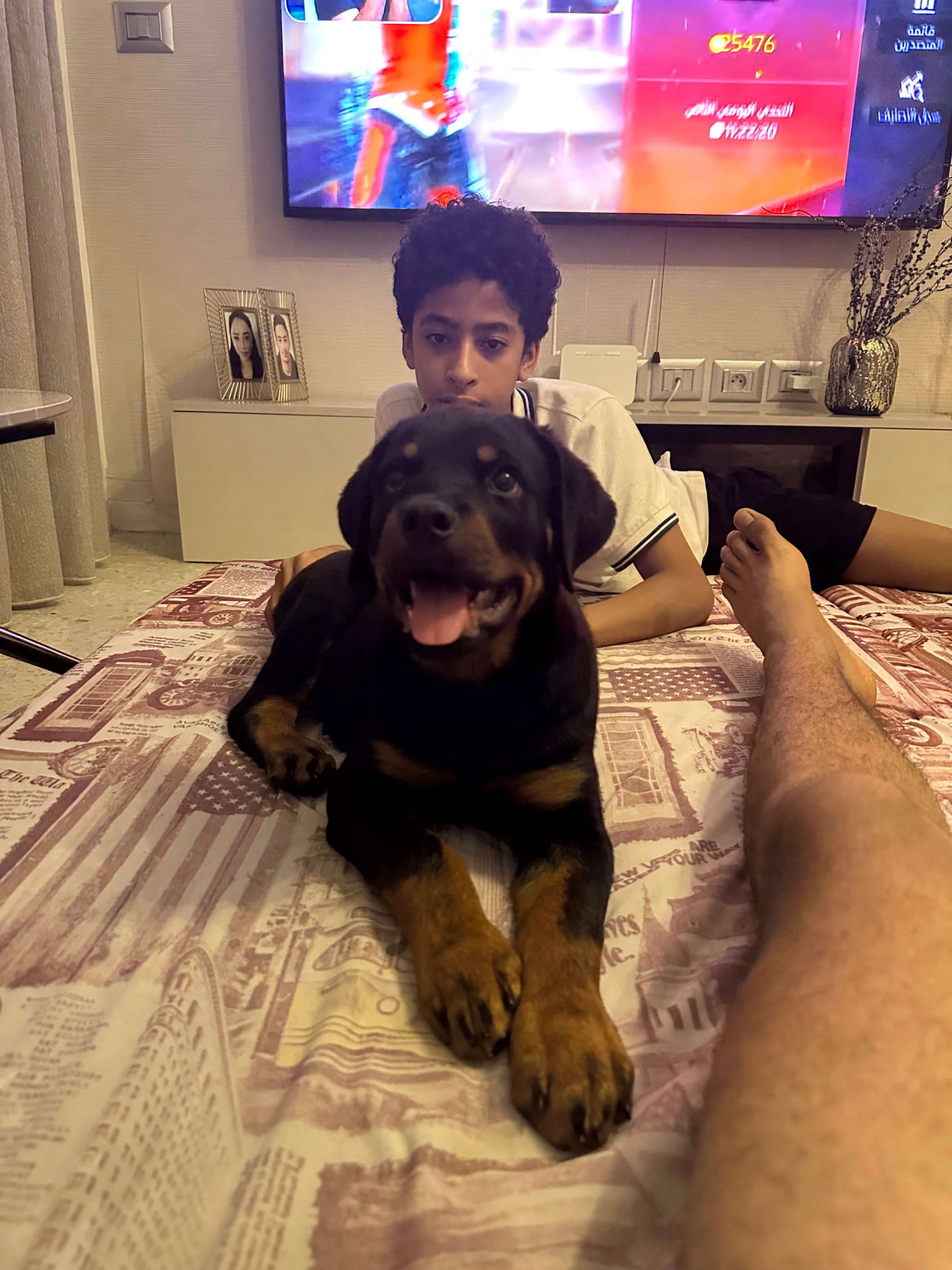 Chiot rottweiler
