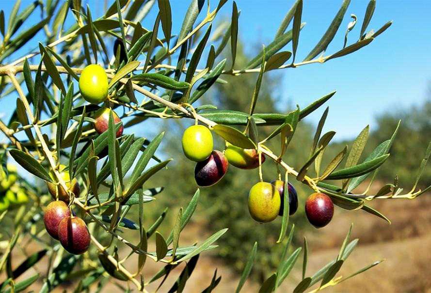 غرس زيتون للبيع في بير الطيب من ولاية المنستير