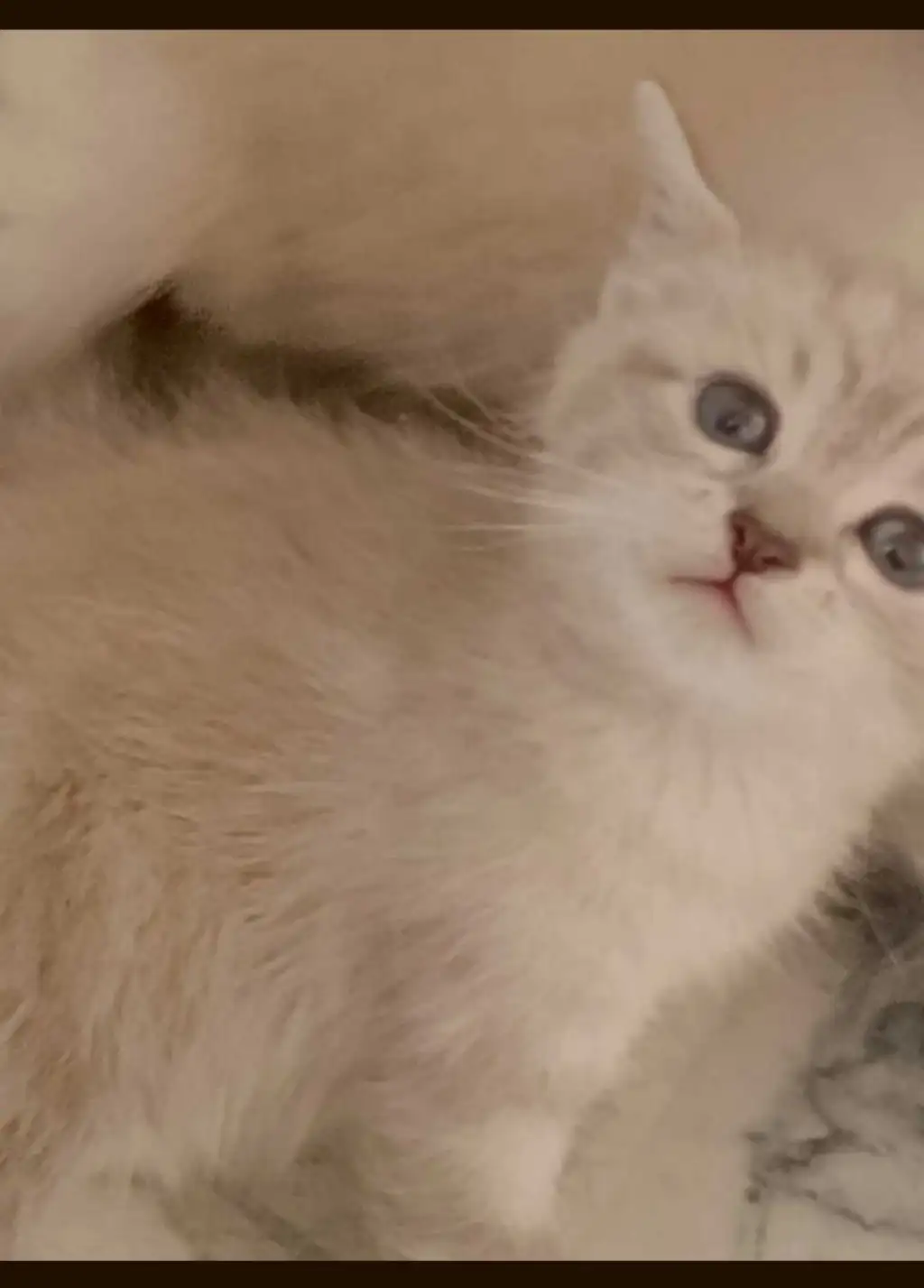 Chat avendre 