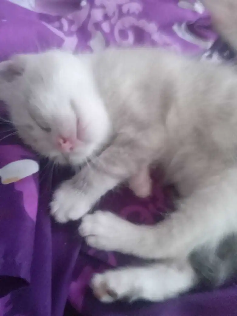 Chat avendre 