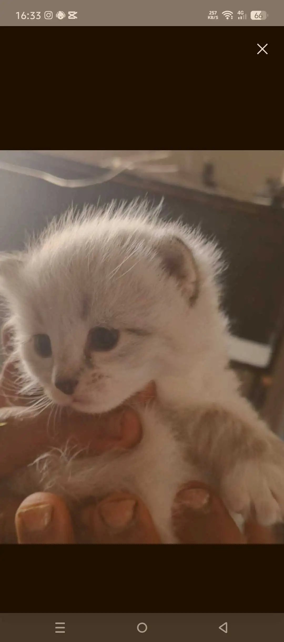 Chat avendre 