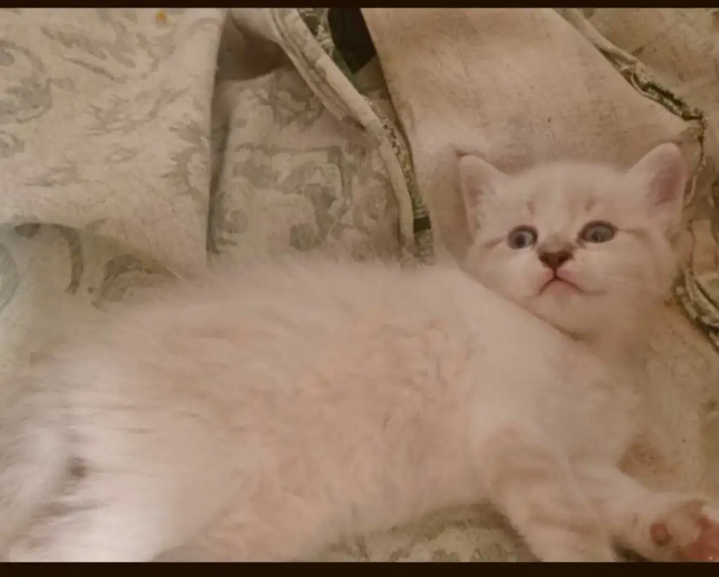 Chat avendre 