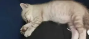 Chat avendre 