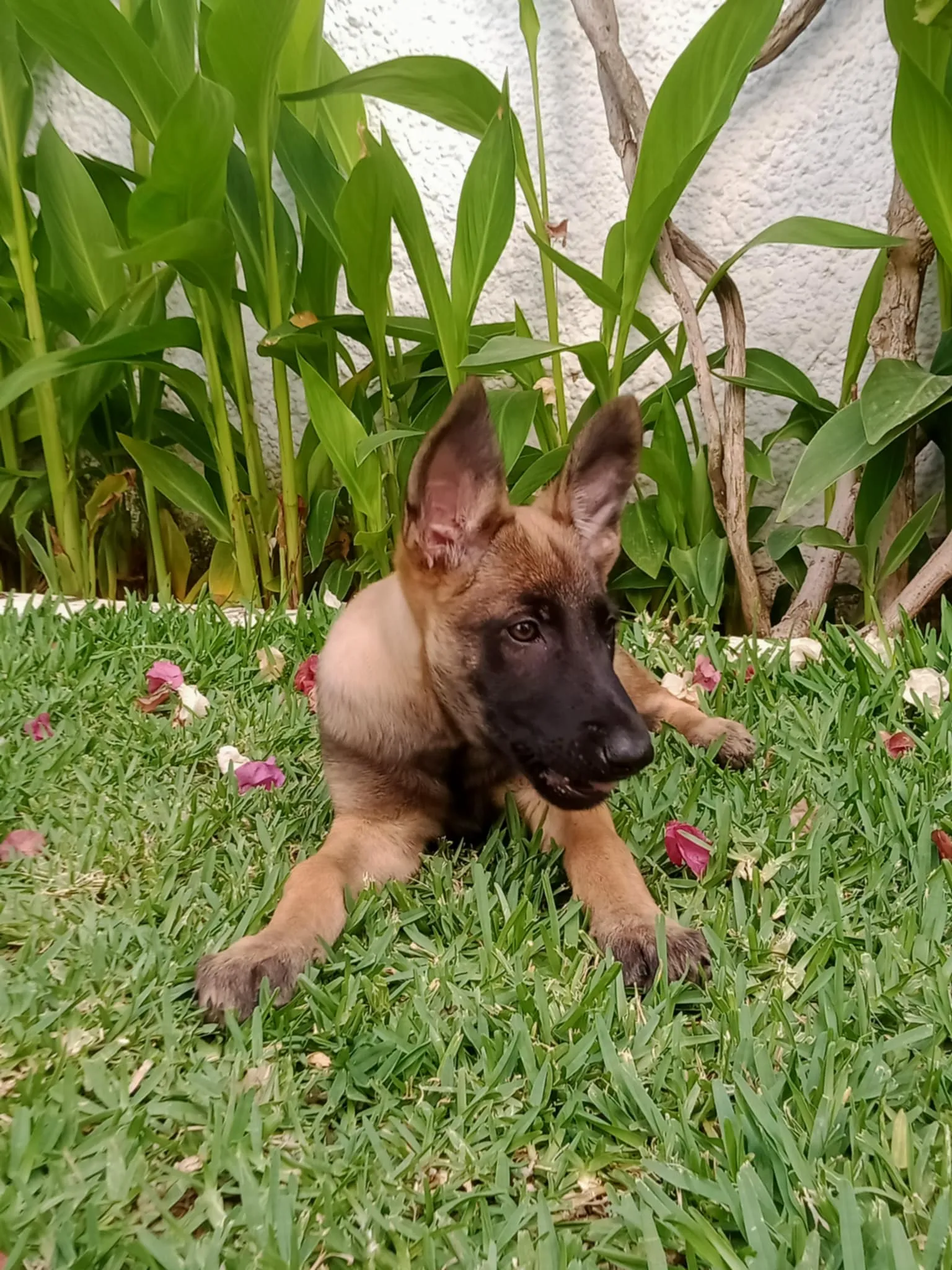 Chienne Malinois- 3 mois