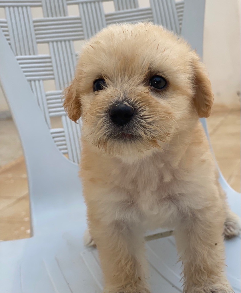 Caniche a vendre