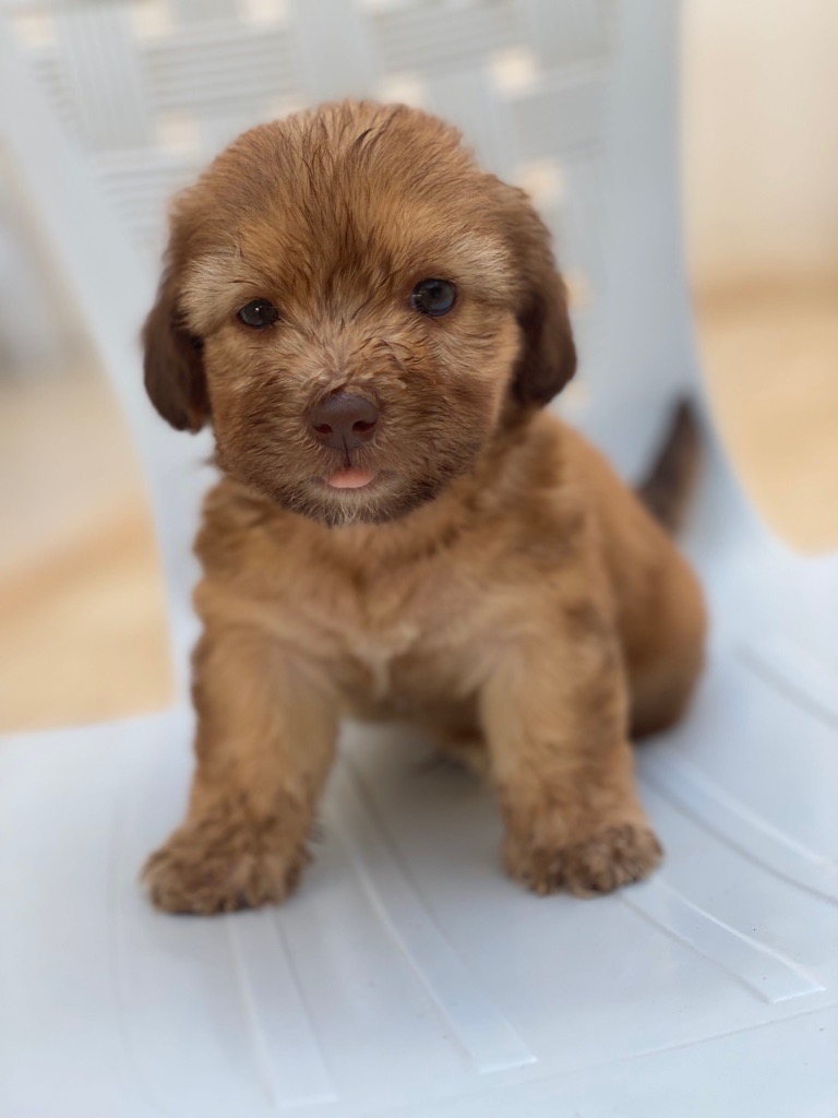 Caniche a vendre