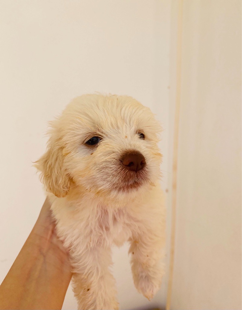 Caniche a vendre