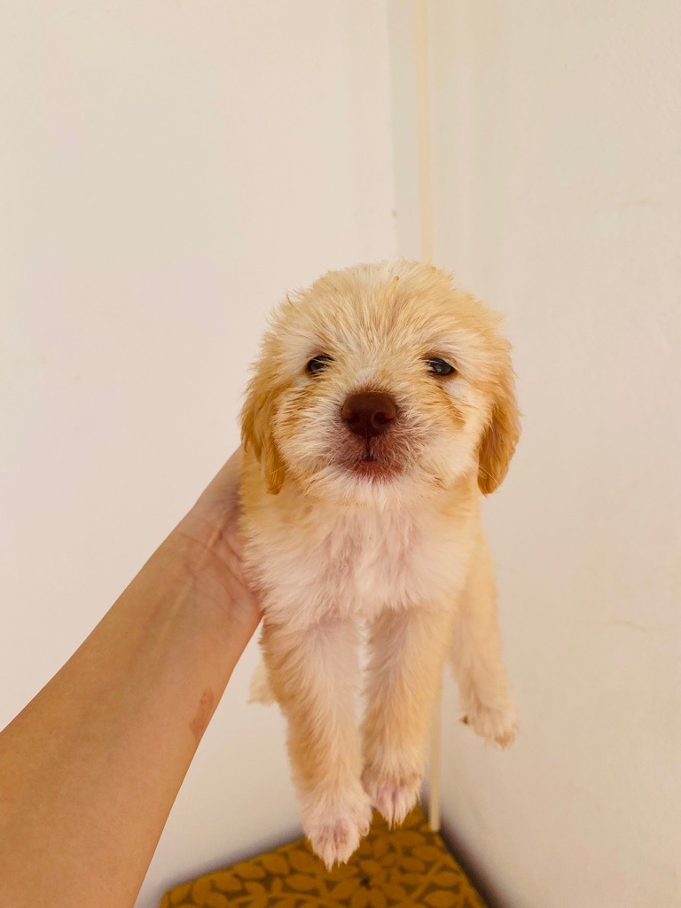 Caniche a vendre