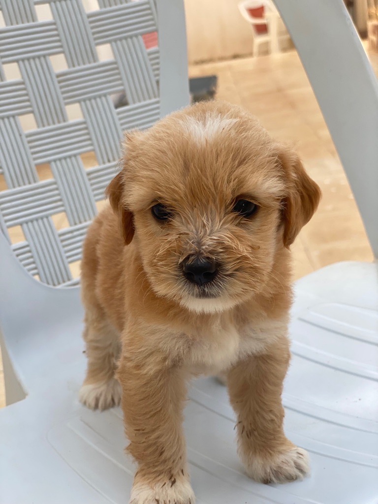 Caniche a vendre