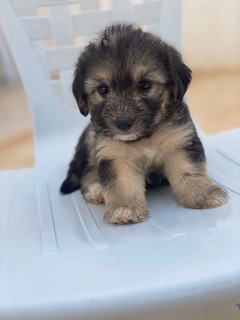 Caniche a vendre