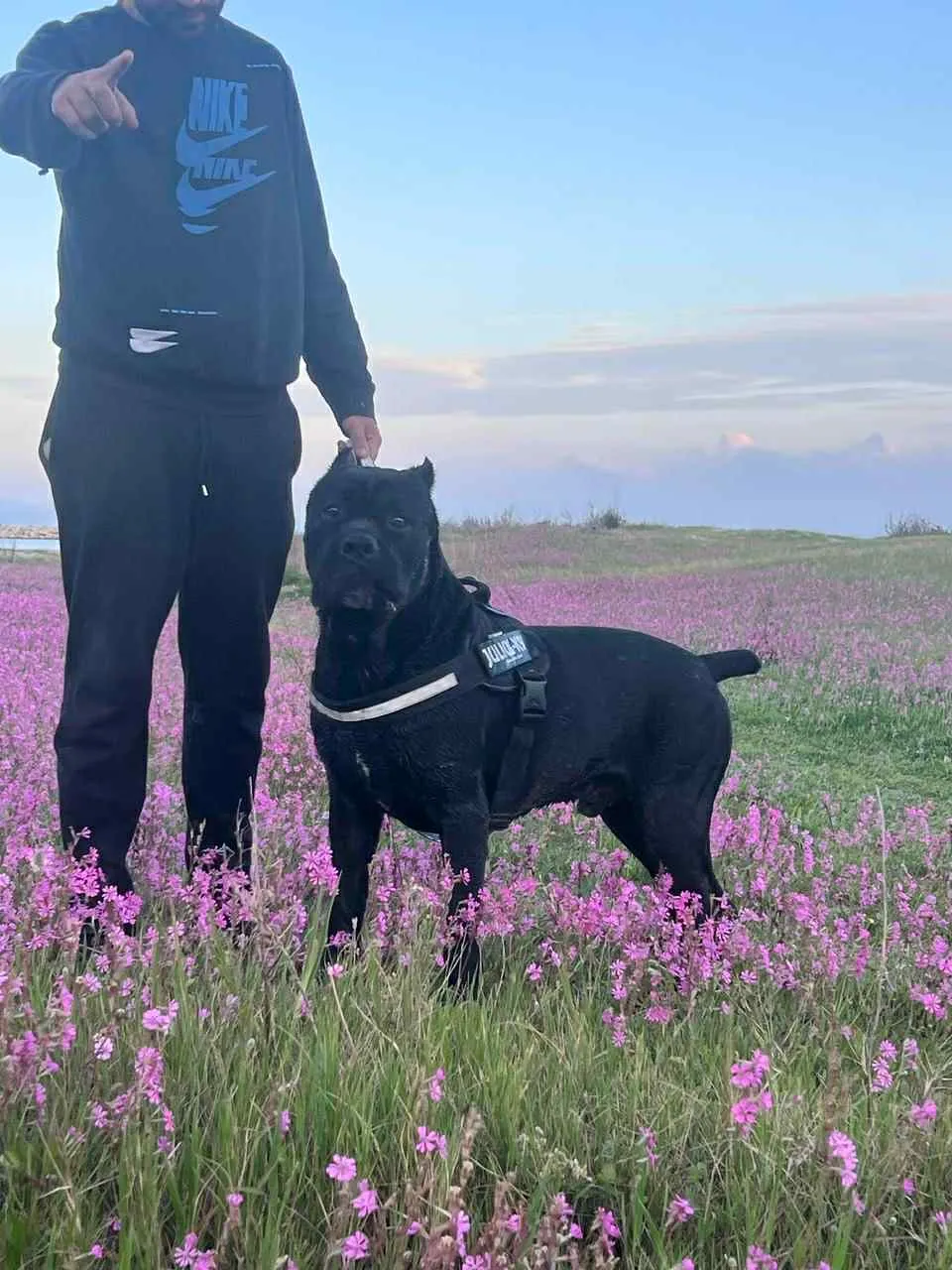 đŸ Superbe femelle Cane Corso â 3 mois đŸ