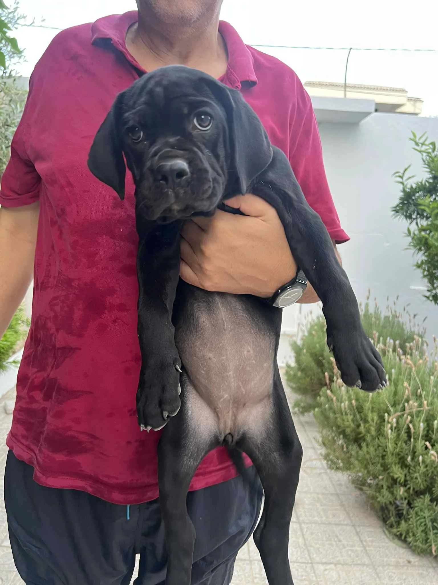 đŸ Superbe femelle Cane Corso â 3 mois đŸ