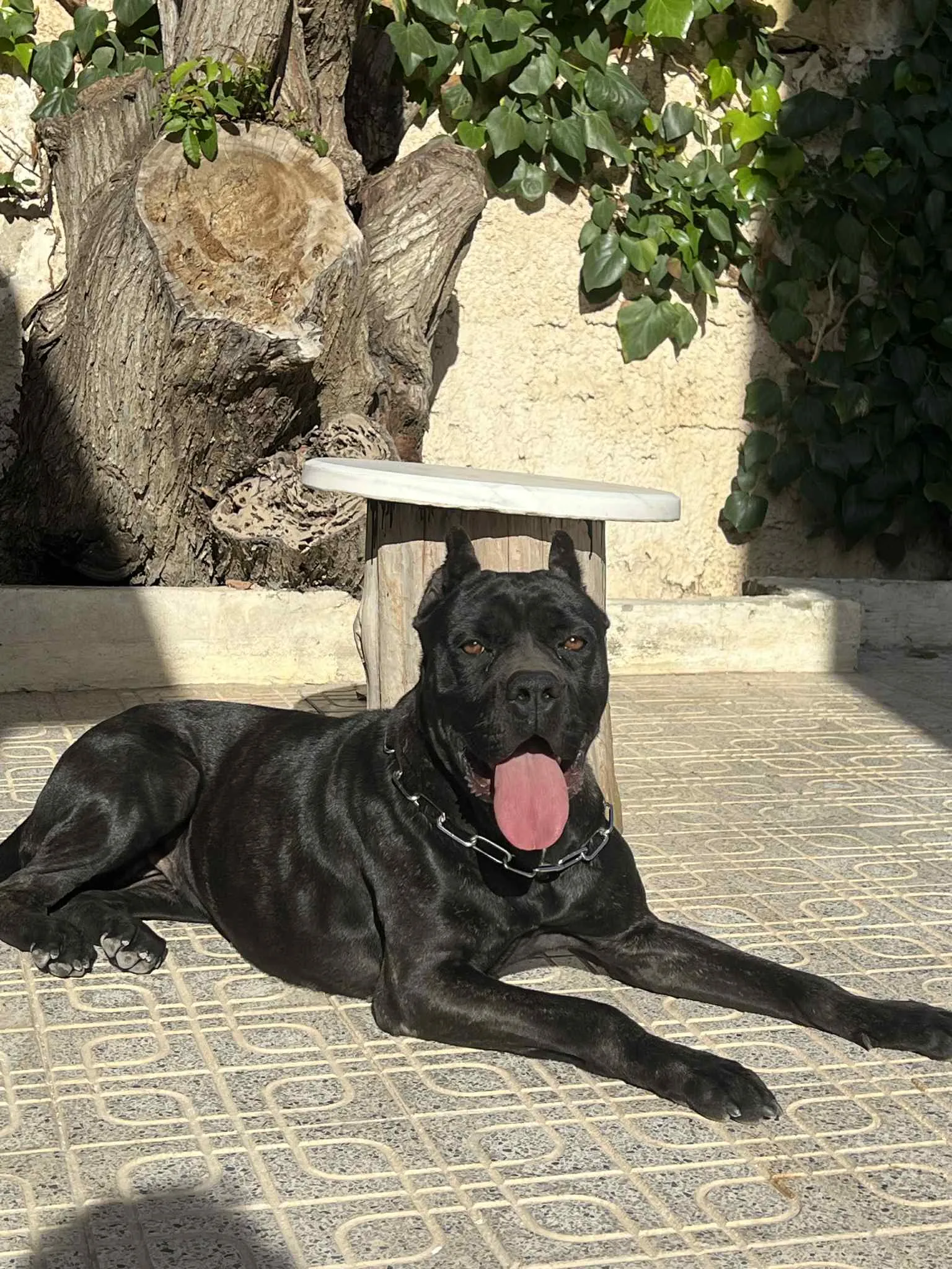 đŸ Superbe femelle Cane Corso â 3 mois đŸ