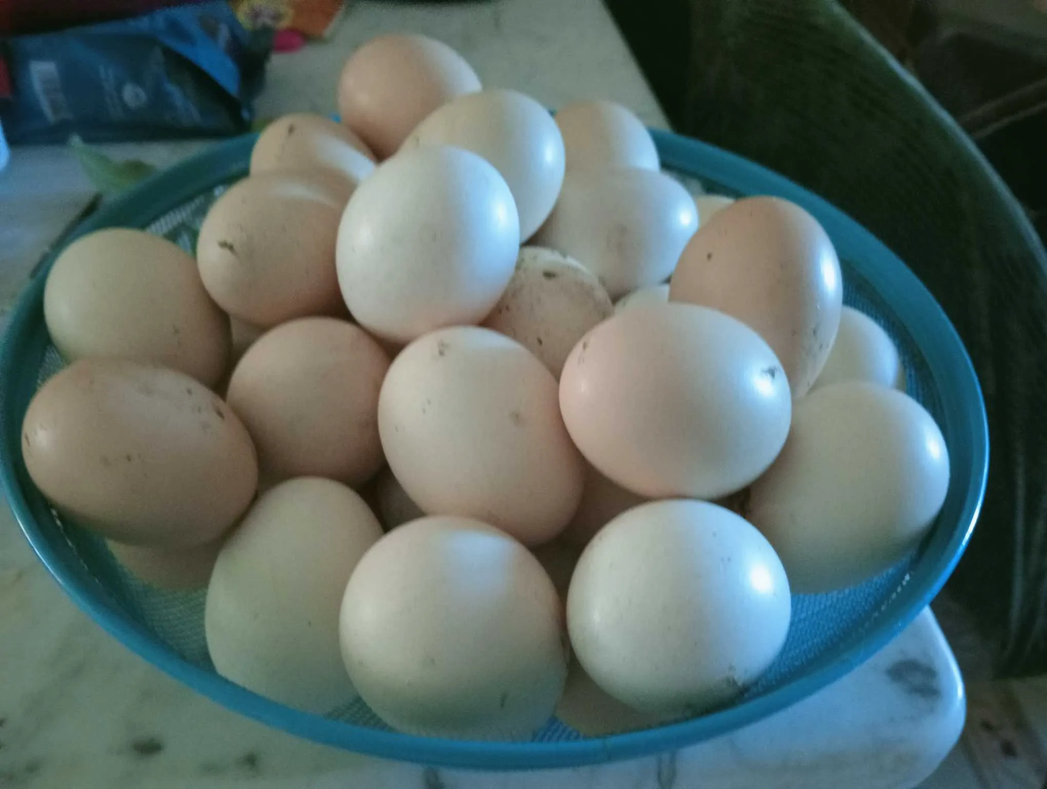 Oeuf fécondé 