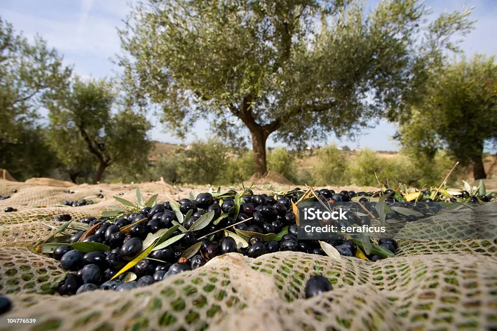 olive non amère pur diabétique