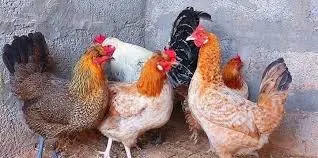 متوفر 10 دجاجات و سردوك في صفاقس بقرمدة