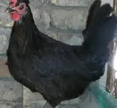 متوفر 10 دجاجات و سردوك في صفاقس بقرمدة