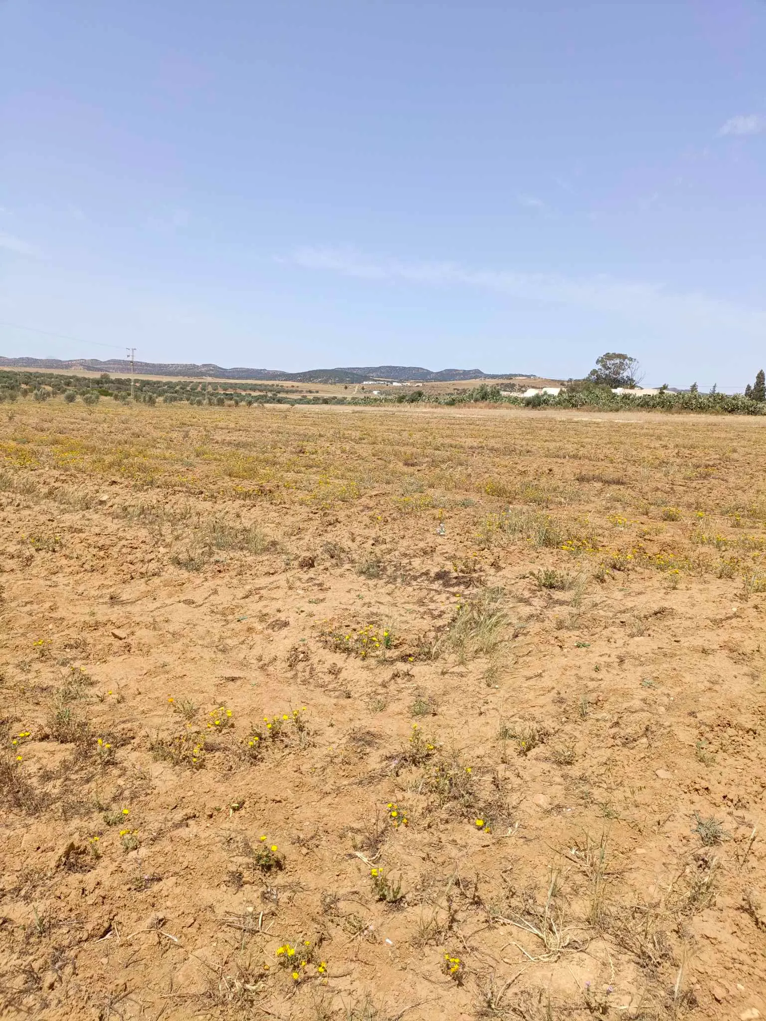 AV terrain 4900m à hammamet sud 99958728