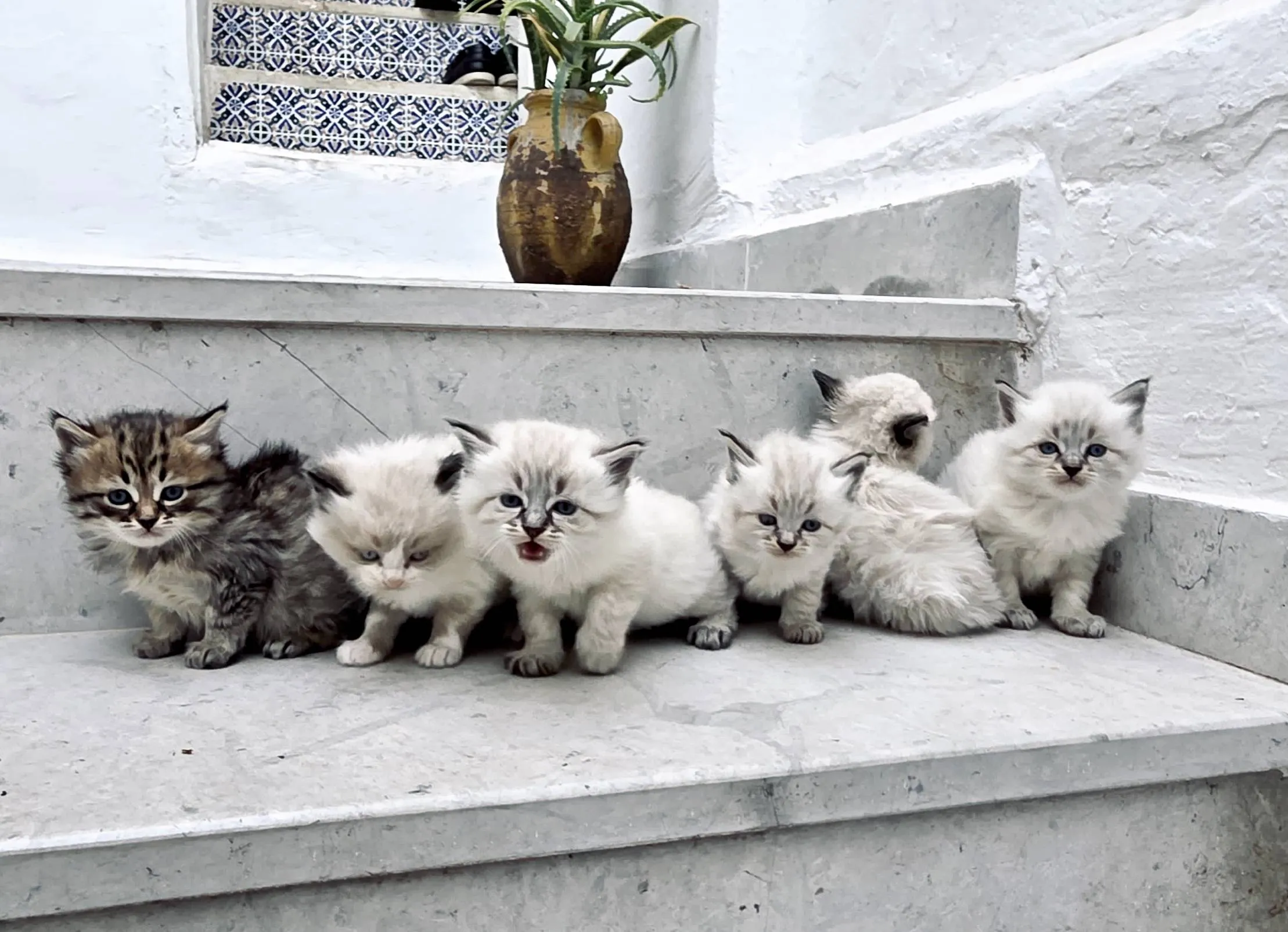 Belles chatons Ragdoll