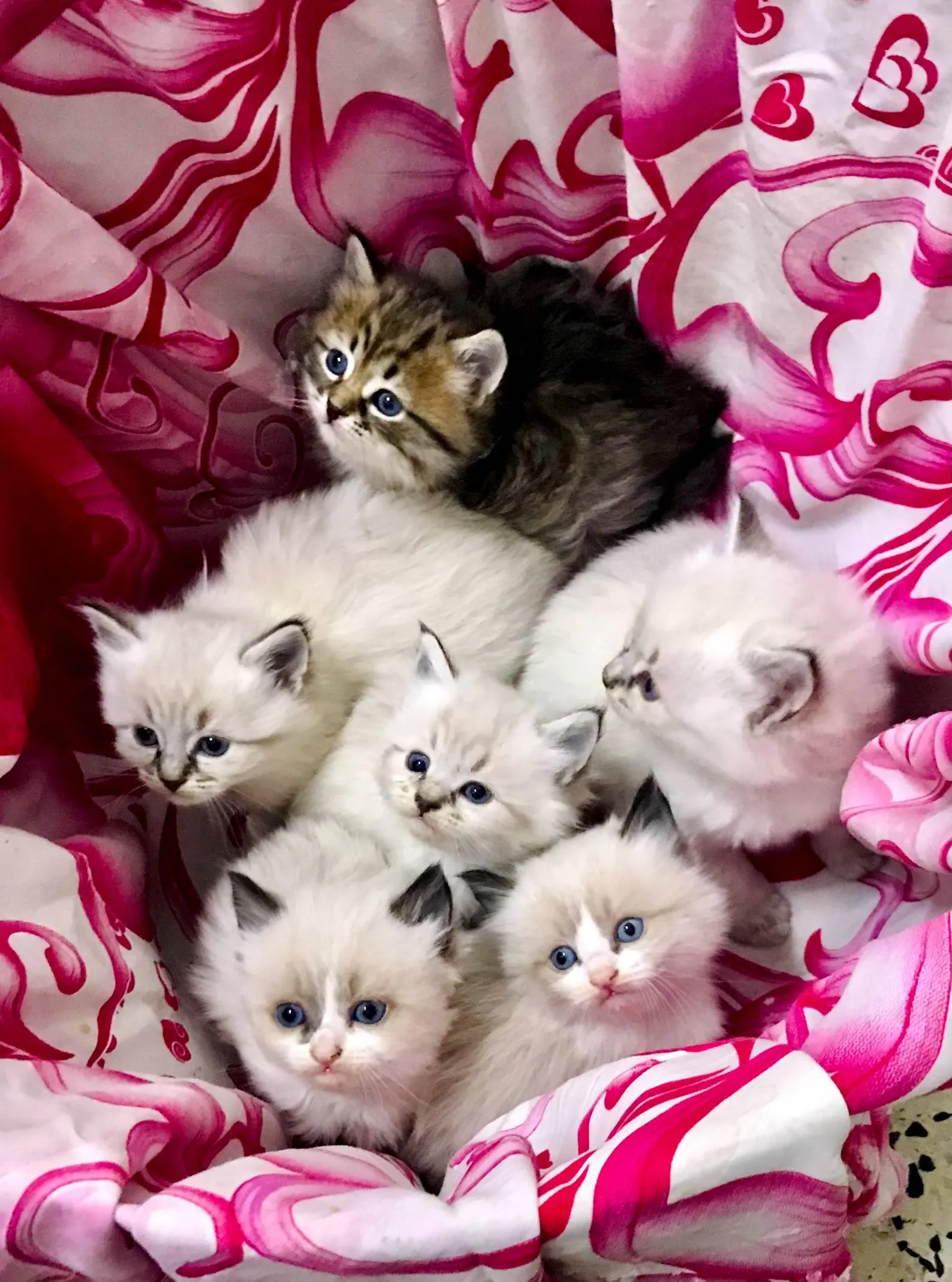 Belles chatons Ragdoll