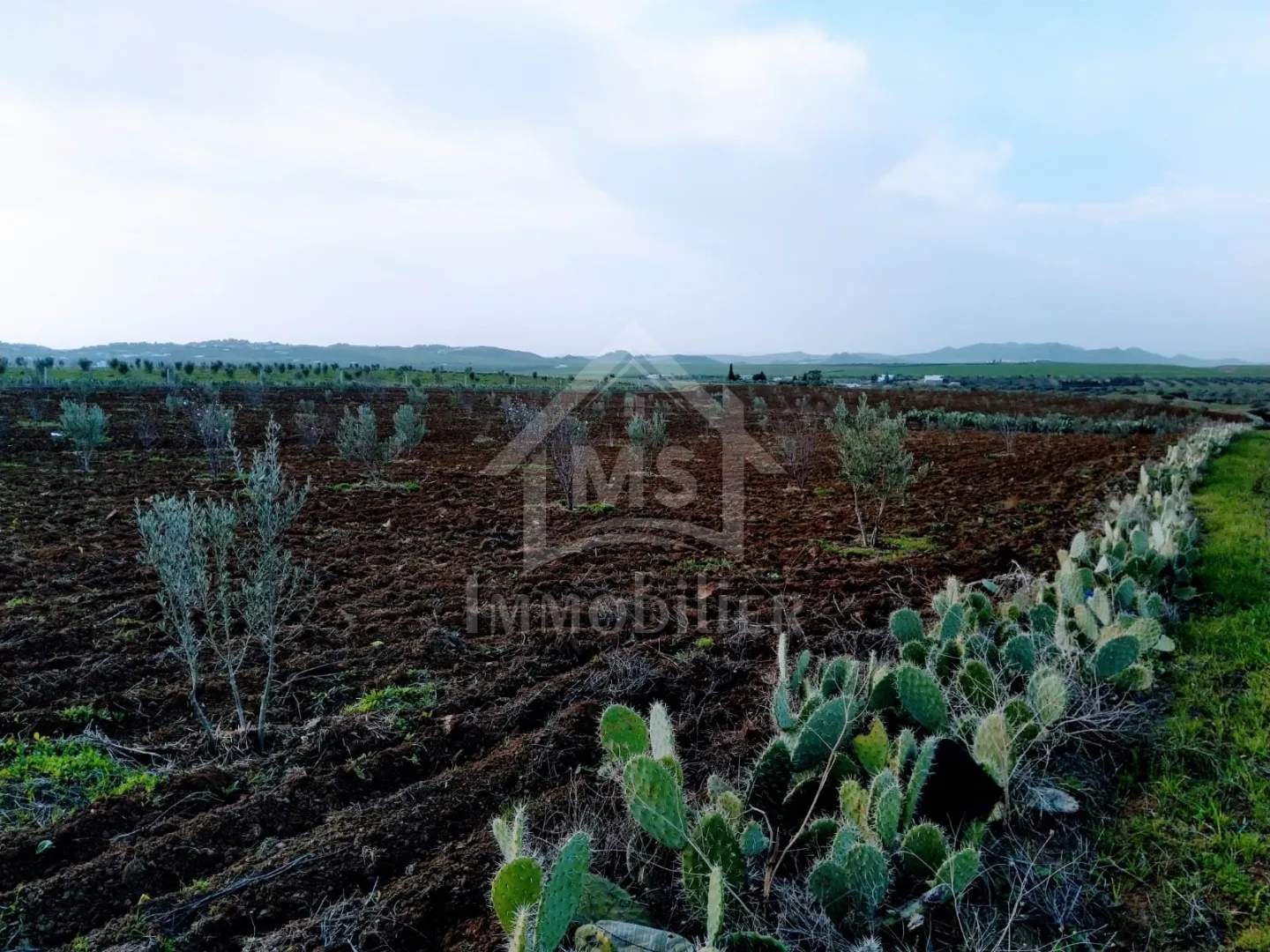 4 hectares ayant une vue de mer à vendre à Hammamet Sud 51355351