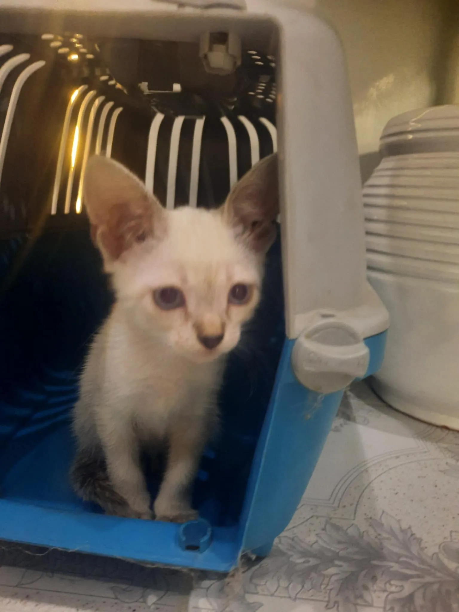 Chat ceamoi a vendre