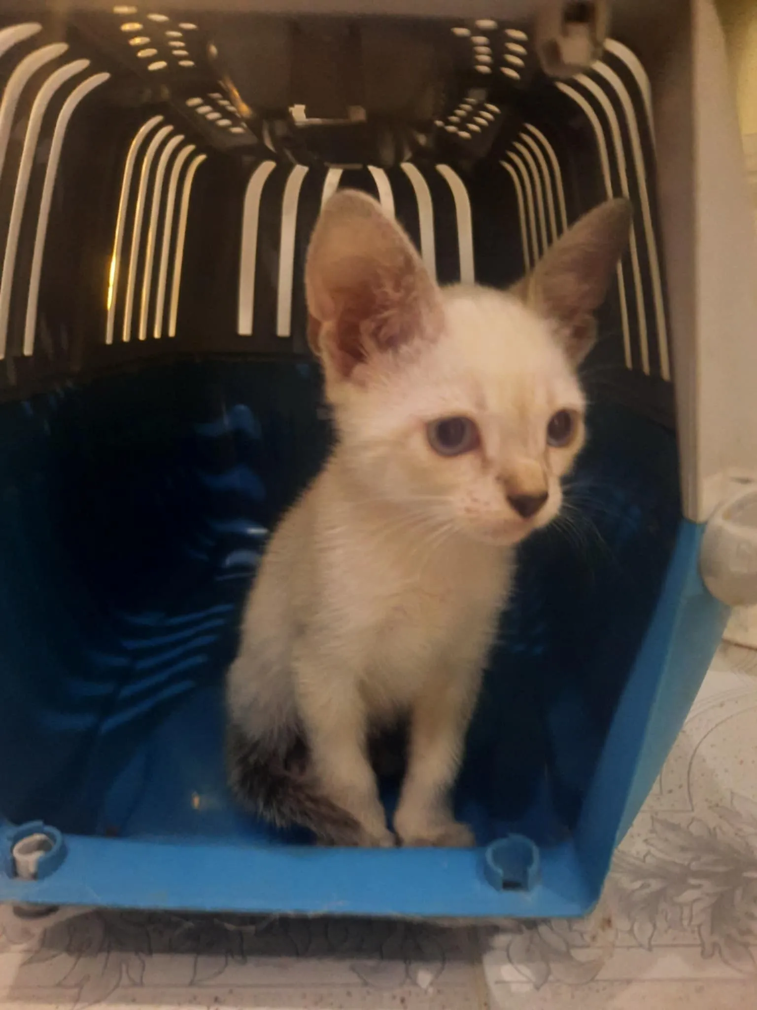 Chat ceamoi a vendre