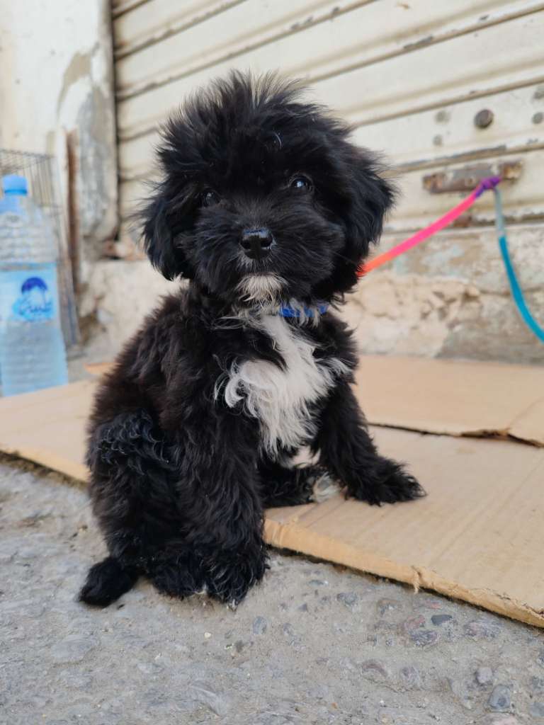 Caniche Bichon havanais