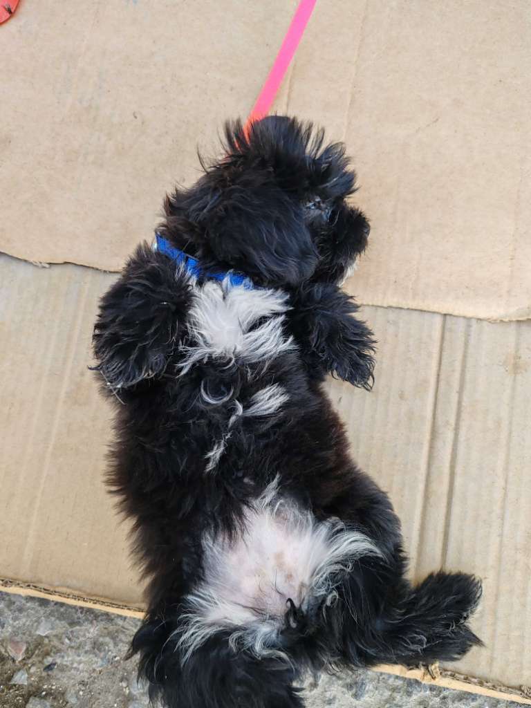 Caniche Bichon havanais