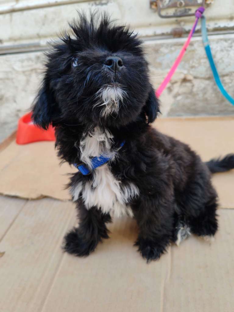 Caniche Bichon havanais