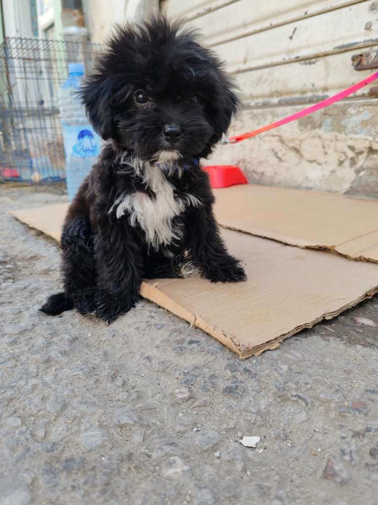Caniche Bichon havanais