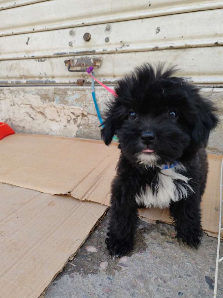 Caniche Bichon havanais