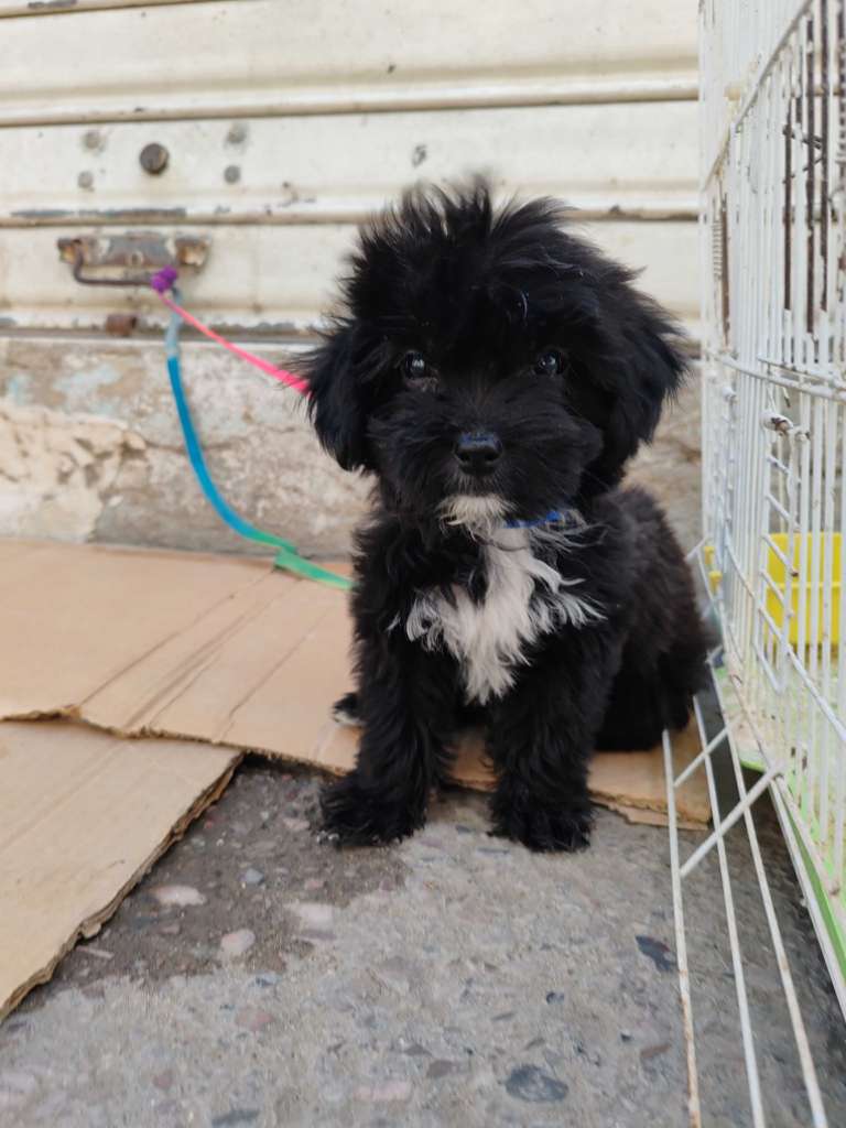 Caniche Bichon havanais