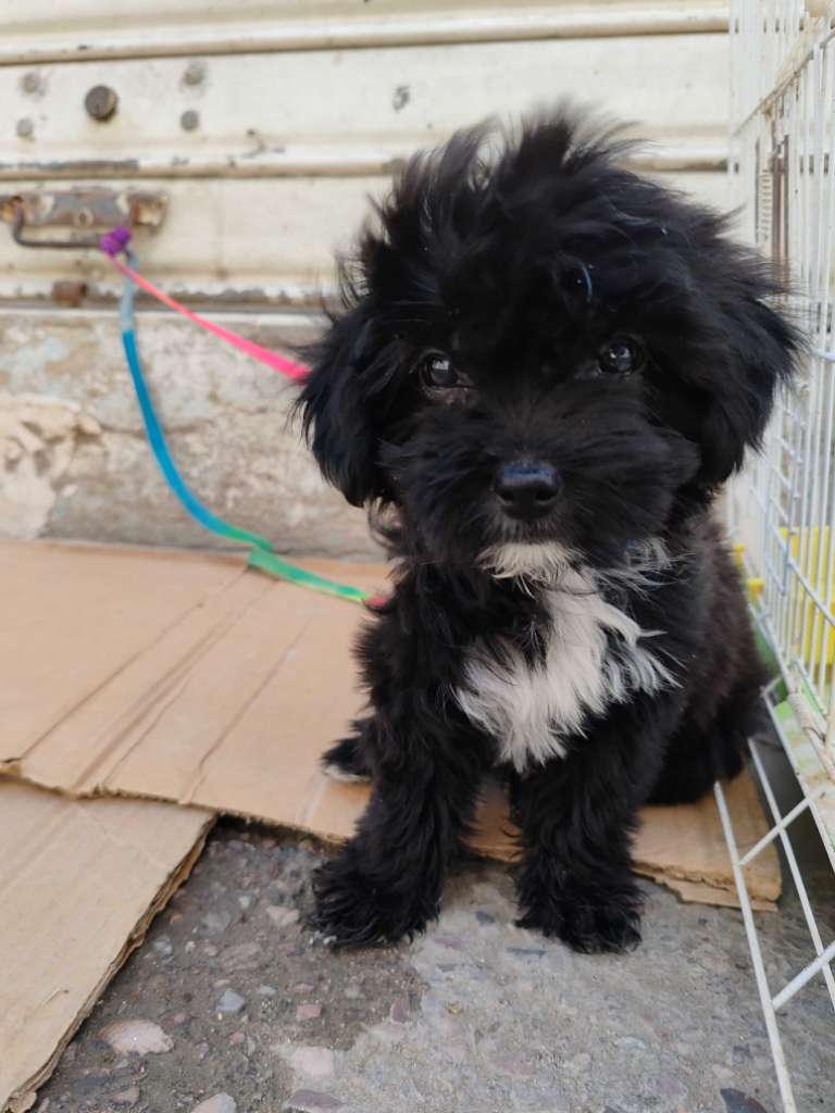 Caniche Bichon havanais