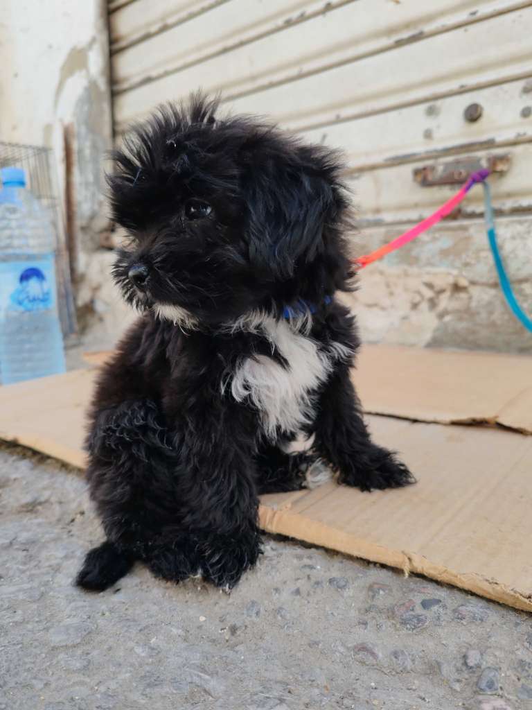Caniche Bichon havanais