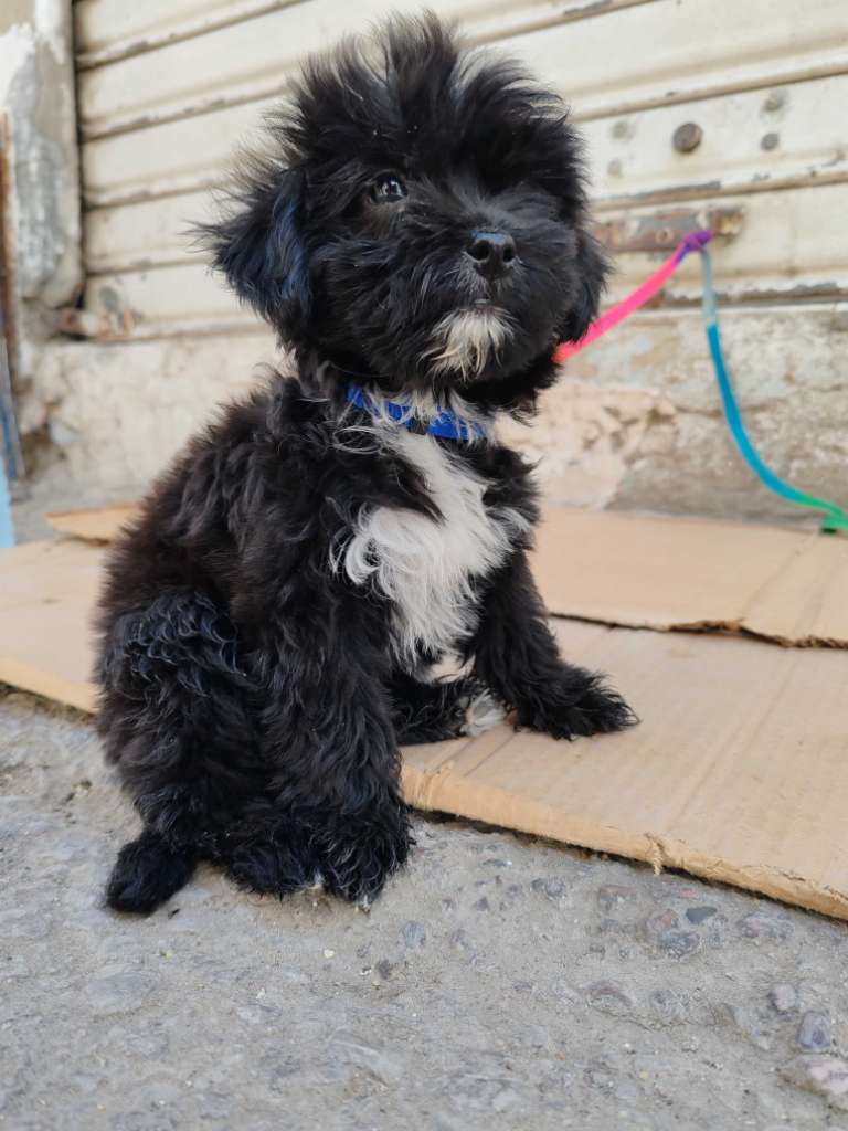 Caniche Bichon havanais