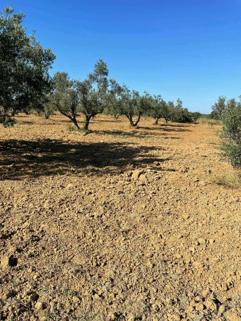 أرض للبيع - الحنية القلعى الكبرى ✨
فرصة ذهبية تجمع بين السكن والزراعة!