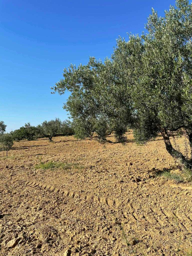 أرض للبيع - الحنية القلعى الكبرى ✨
فرصة ذهبية تجمع بين السكن والزراعة!