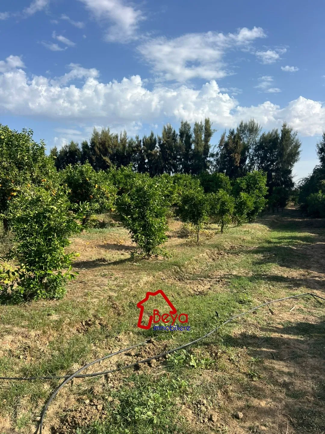 4 hectares à vendre 