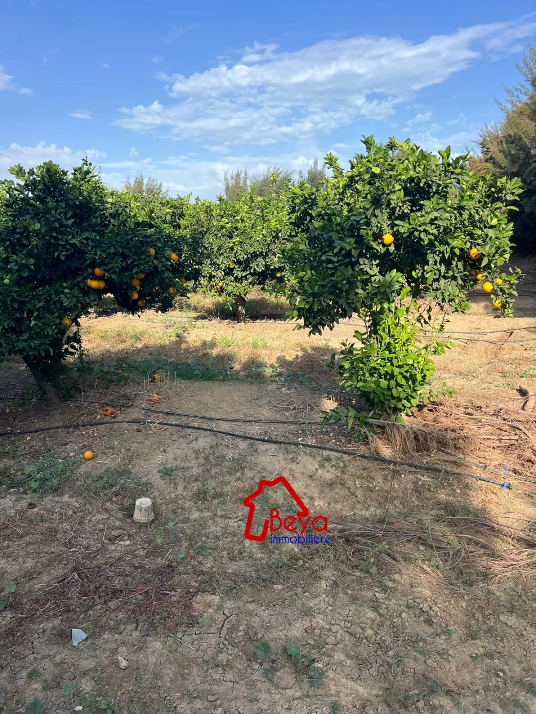 4 hectares à vendre 