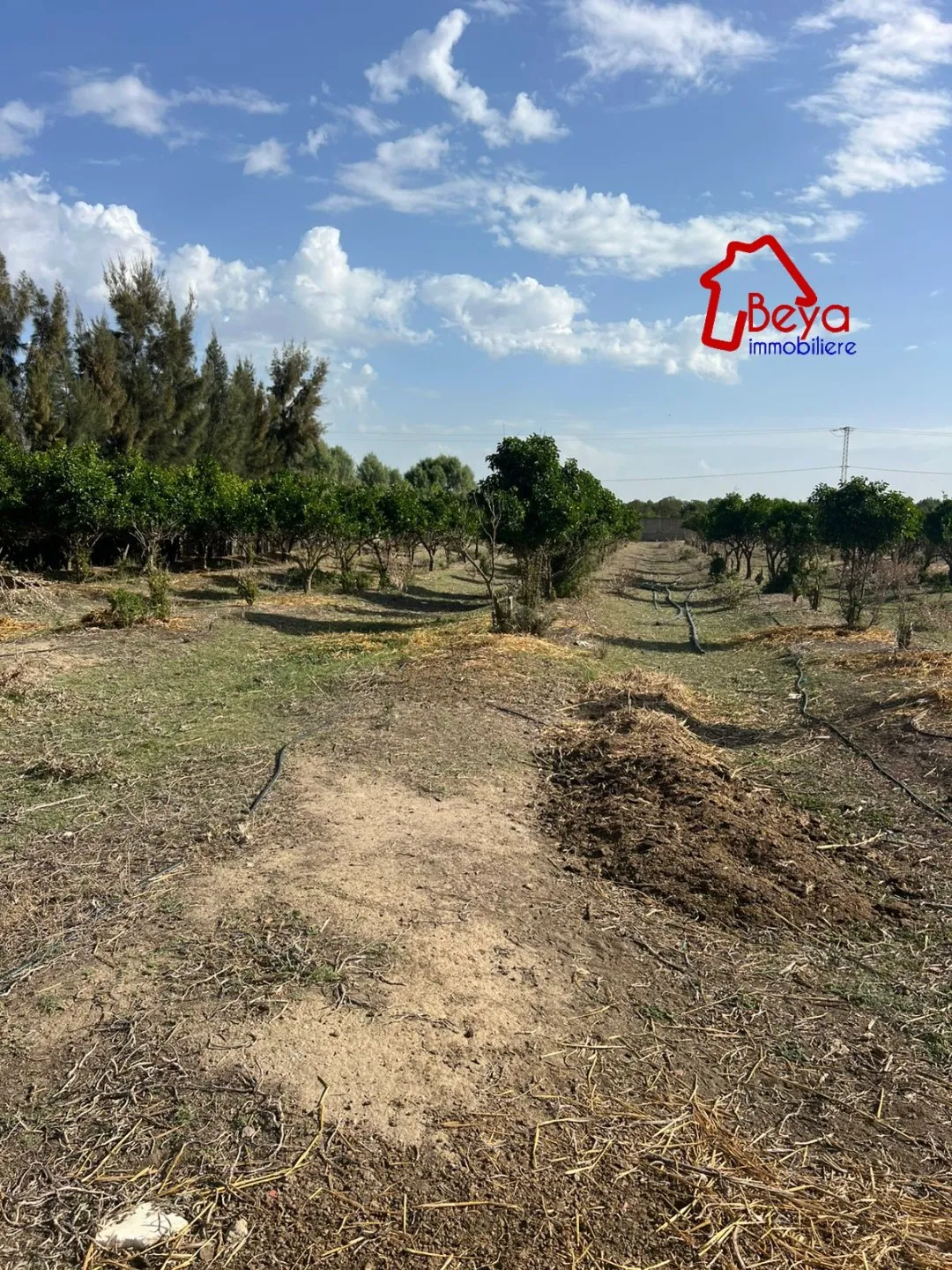 4 hectares à vendre 