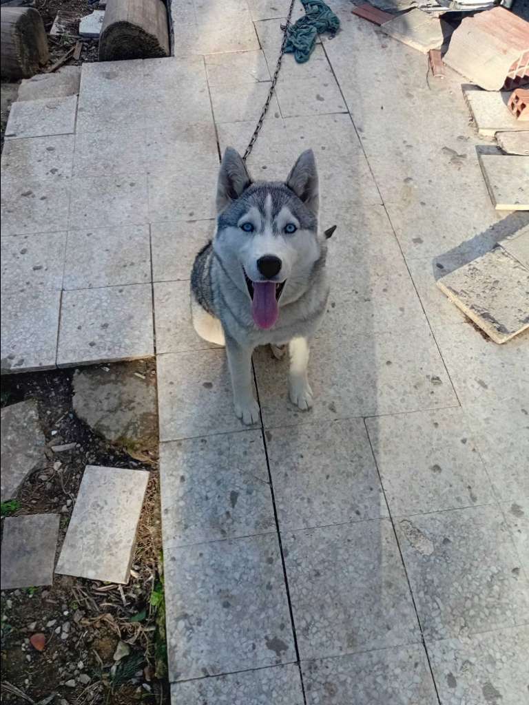 Husky