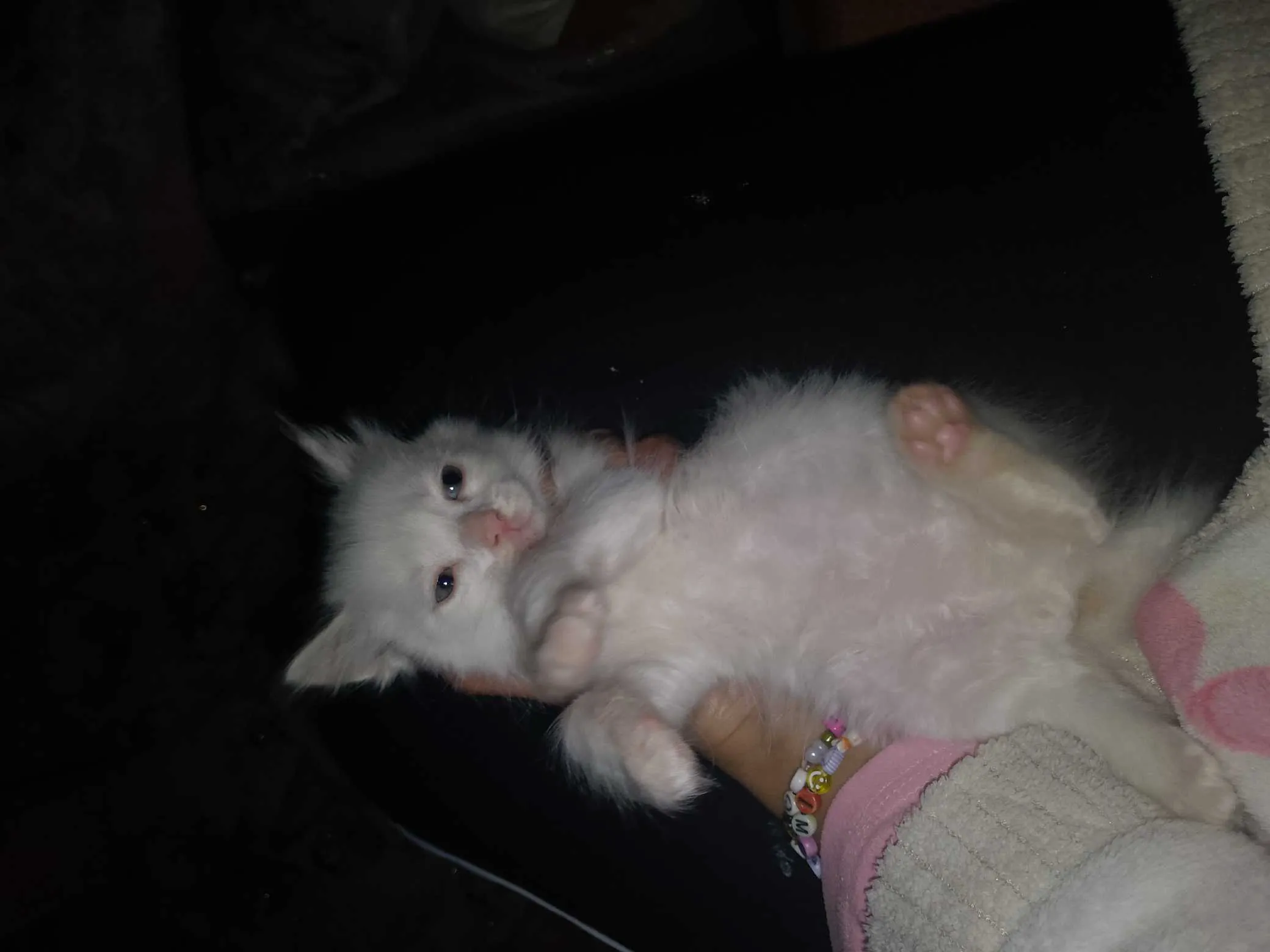 Chaton angora