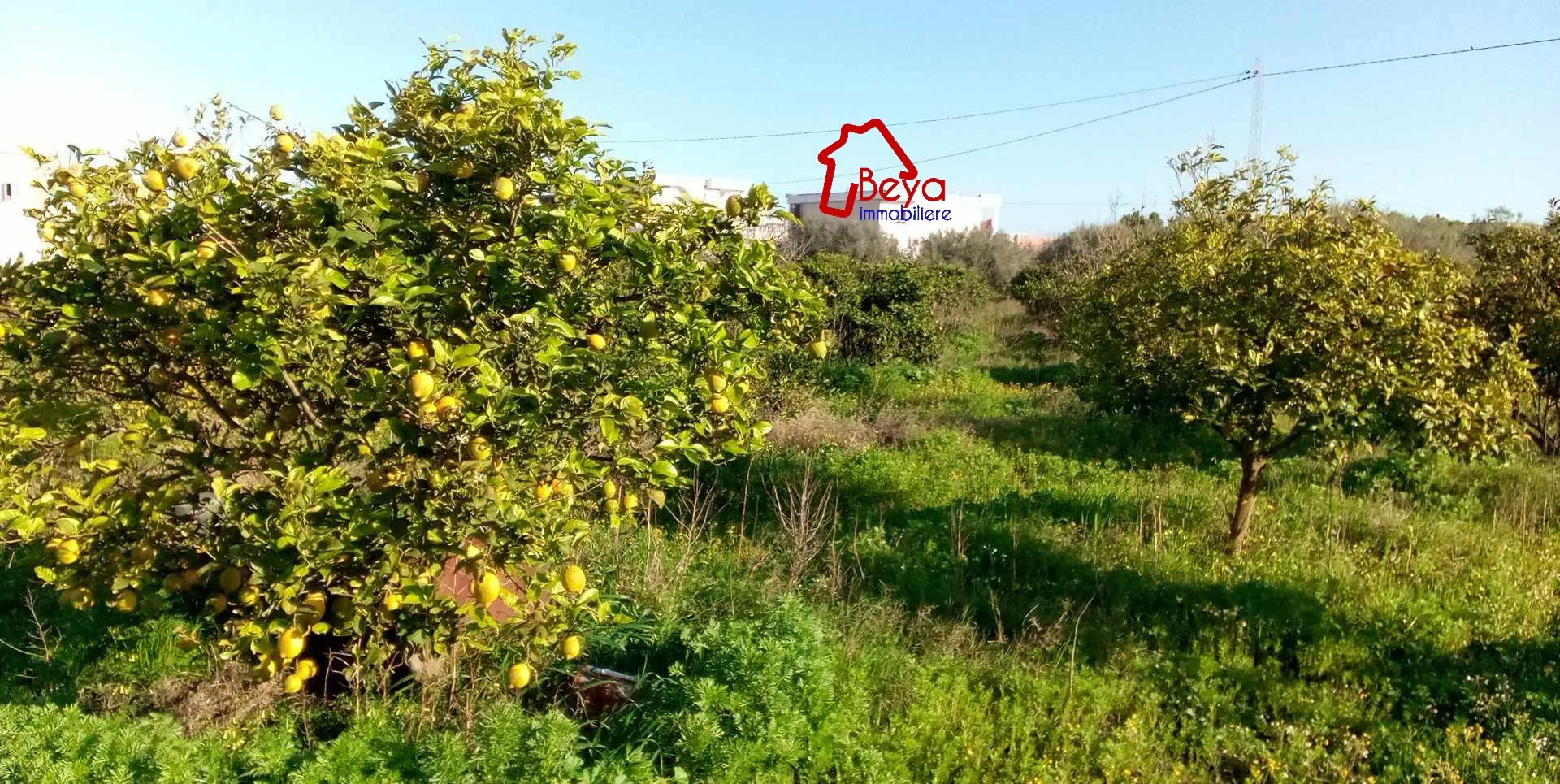 Terrain AMIRA VTN026